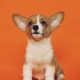 伊丹はぐくみ保育園の保育の様子